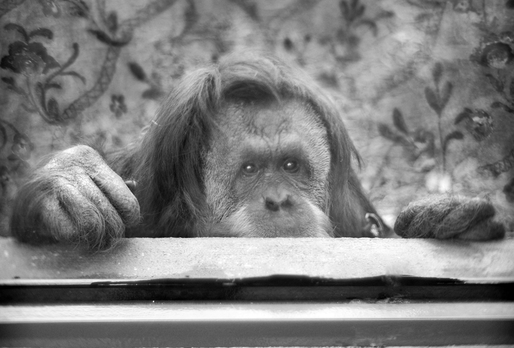 Anne Berry: Behind Glass