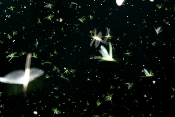 Michele Sibiloni: Nsenene