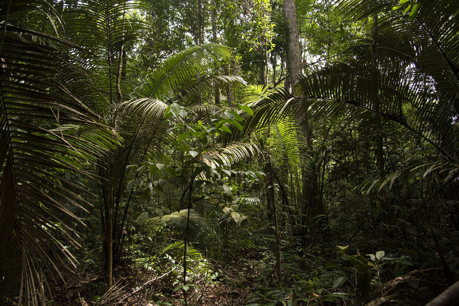 Michelle Piergoelam: Fourteen Leaves and a Cup of Water