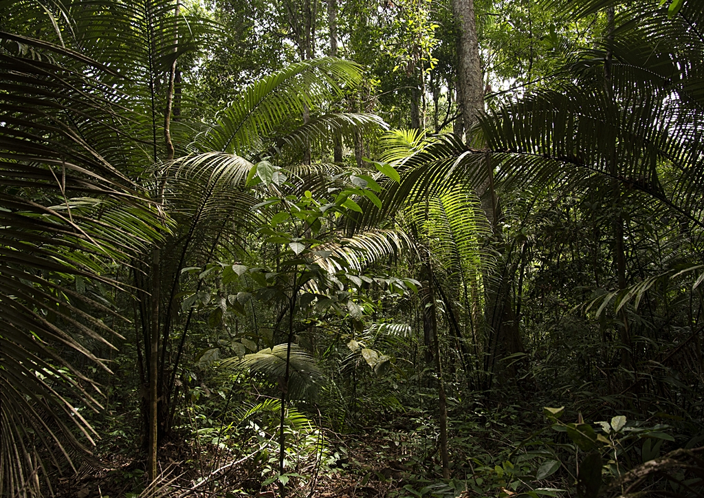 Michelle Piergoelam: Fourteen Leaves and a Cup of Water
