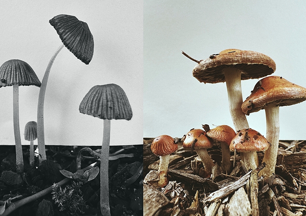 Ying Ang: Fruiting Bodies