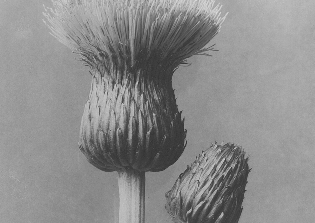 My favs from the Internet Archive (34): Karl Blossfeldt: Photographien